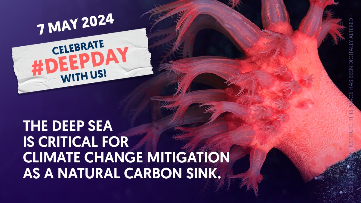 🎉🪼 #DYK the #DeepSea plays an important role in the regulation of climate and is a global common heritage of humankind. We cannot let a few destroy its unique and critical ecosystems. #DeepSeaMining #BottomTrawling. Learn more on #DeepDay: deep-sea-conservation.org/explore/