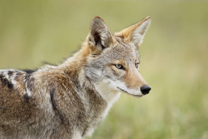 It’s always important to be aware of wildlife, such as coyotes, in and around our communities. Never feed a coyote and never approach one. Learn about how to keep your pets safe and more at: london.ca/wildlife-city. #LdnOnt l #Wildlife
