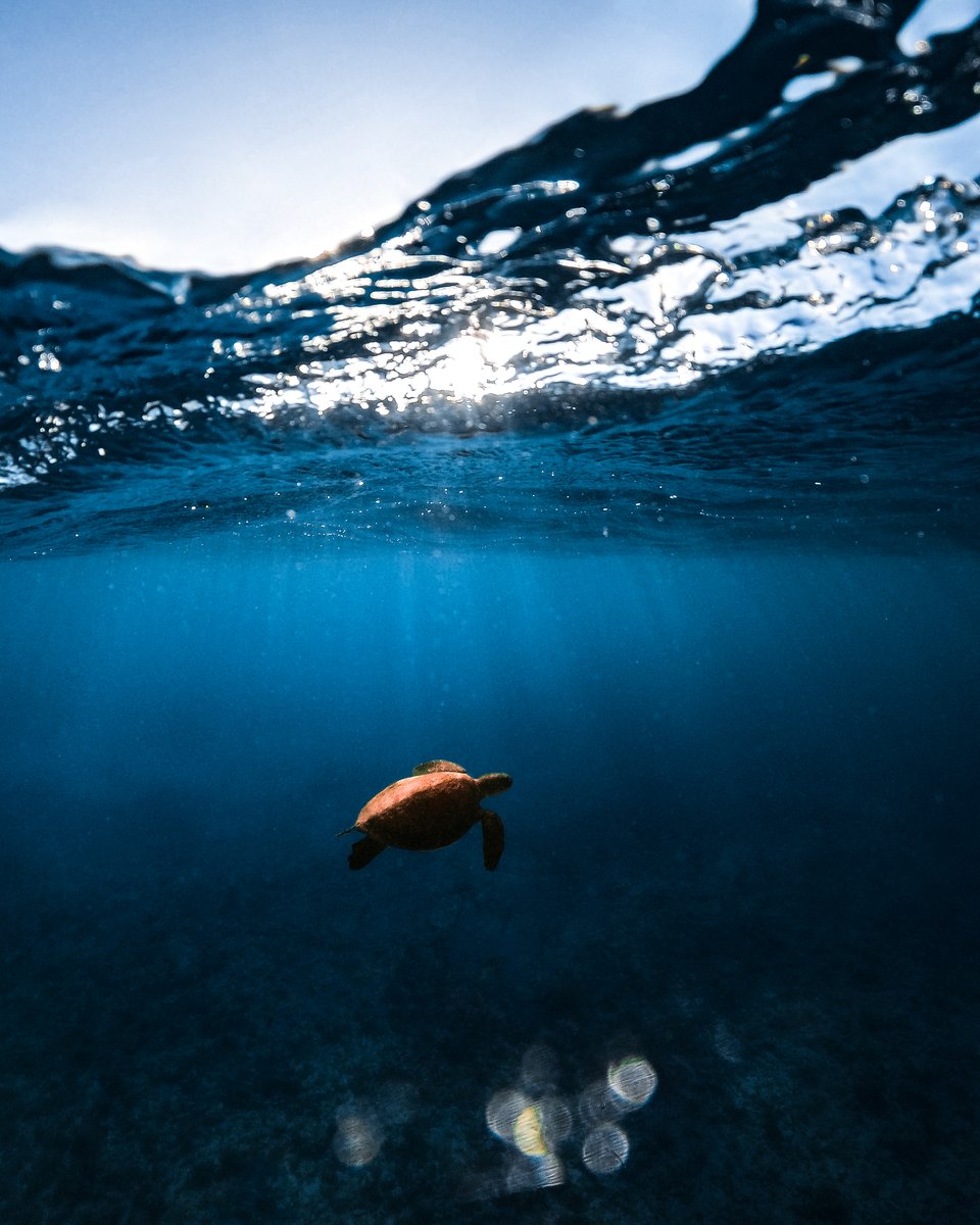Photo of the Day: Catch currents, not feelings 🐢 Leticia Azevedo is catching a $250 GoPro Award for submitting this to GoPro.com/Awards.

#GoPro #GoProAwards #Turtle #SeaTurtle #Brazil #WildlifePhotography