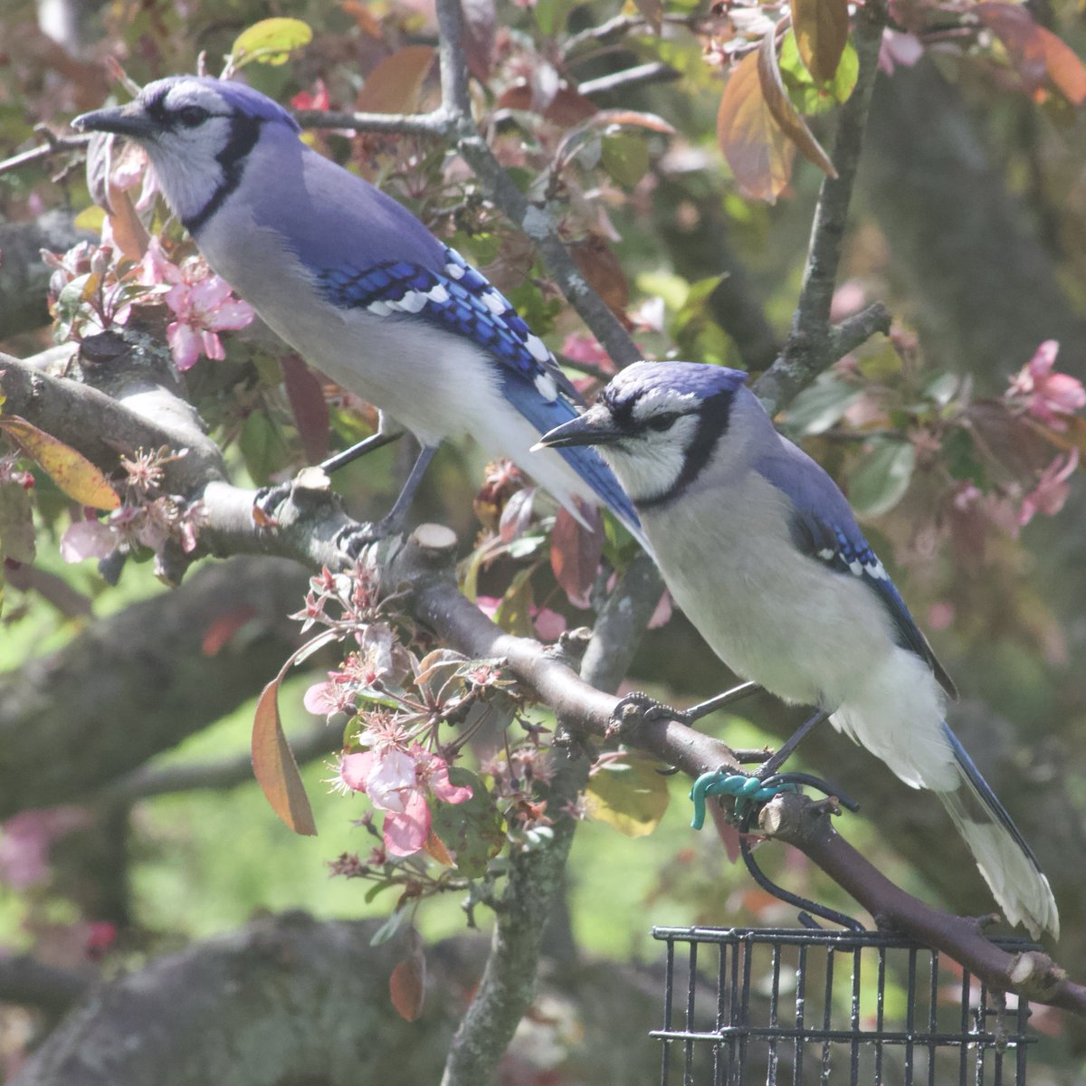 #TwosDay blue jays 💙💙 the bottom one must be a young adult, I watched it get fed twice!