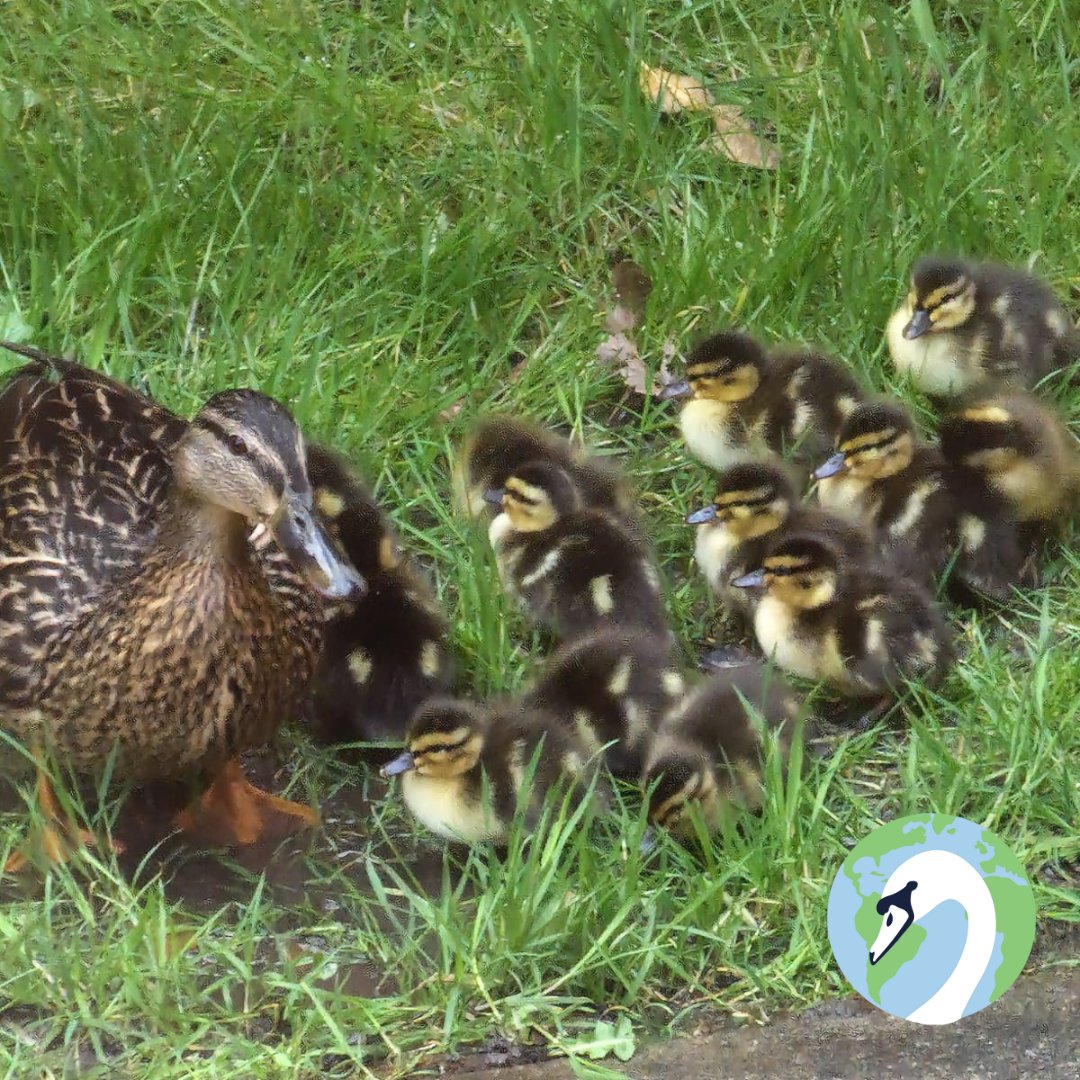 The #BuryGrammarSchool ducklings have hatched! 🦆 One of our BGS Eco Committee's focus is Biodiversity on the School Estate and we were very excited to welcome the new additions to the BGS family... 😊🌟 #EcoSchool