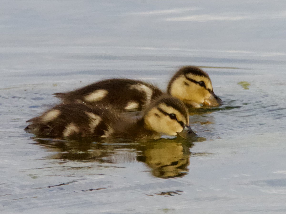 A pair of dabbling ducklings for #TwosDay 😊
Mallards of course 🤭