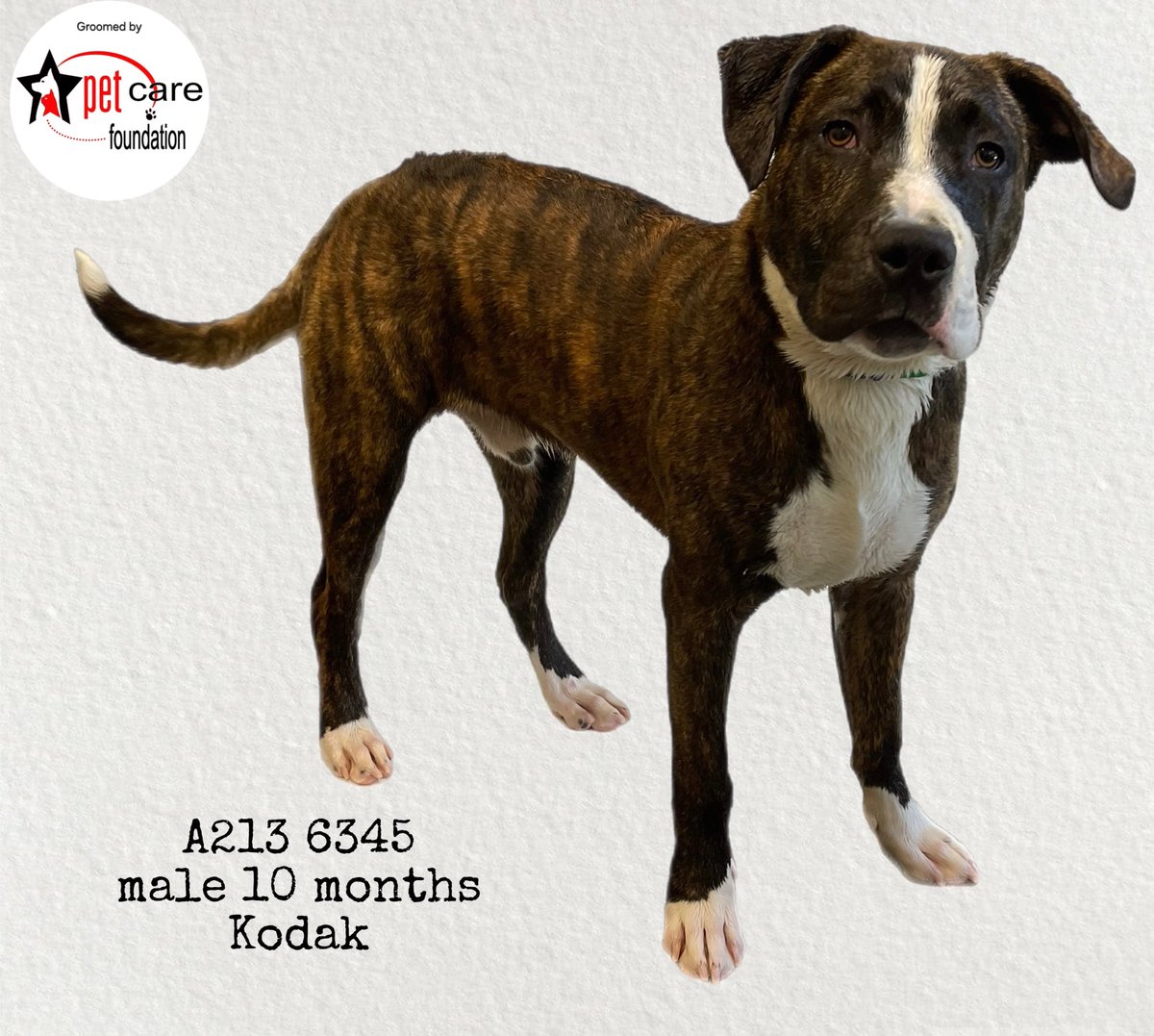 LACityPets's tweet photo. Thanks to the @pet_care_foundation, our pets are groomed and ready to go home with you! ✂️🫧

🐶 Leia #A2080253

🐶 Kodak #A2136345

🐶 Lobo #A1565725

🐶 Thomas #A2108441

Visit our Chesterfield Square Center to meet our adoptable pets! #lacitypets #HumaneLA #adopt https://t.co/K4i5RtUGFf