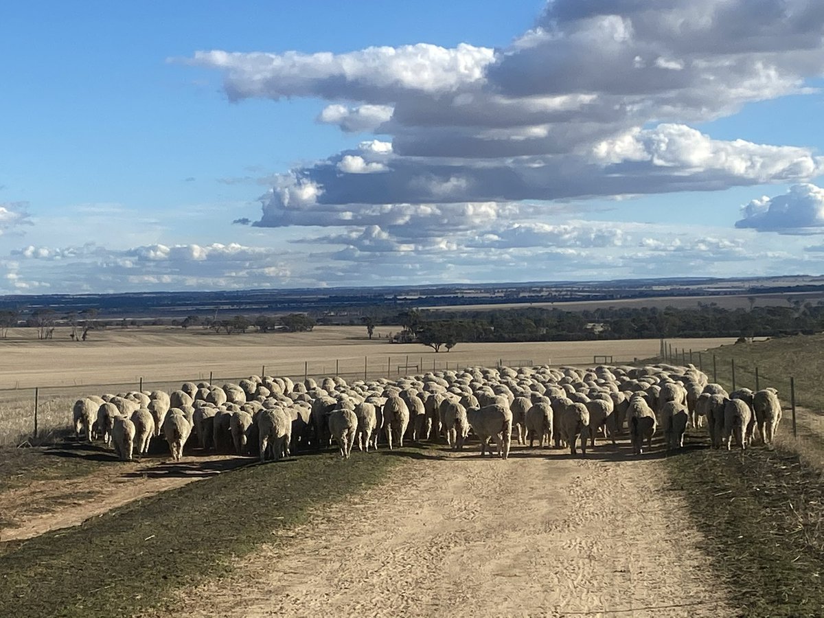 @NationalFarmers @farmer_dj Without reversal of @AlboMP Live Export Phase Out policy this announcement does nothing to demonstrate any drought support for WA sheep producers. Taking away OUR MOST valuable risk management tool in sheep #LiveExport shows complete disregard for the critical role it plays in WA