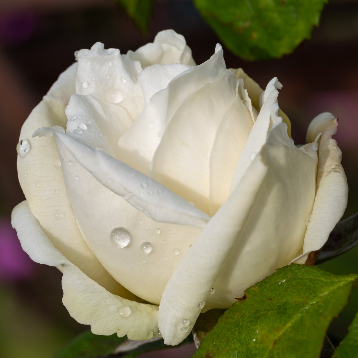 A white rose for #RoseWednesday  #Roses #Flowers