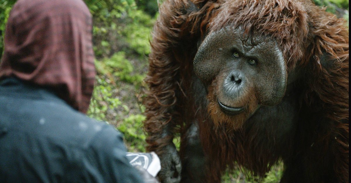 TheEricGoldman's tweet photo. Rewatching the recent Planet of the Apes movies and I love Maurice beyond measure. https://t.co/n3APGrMZgj