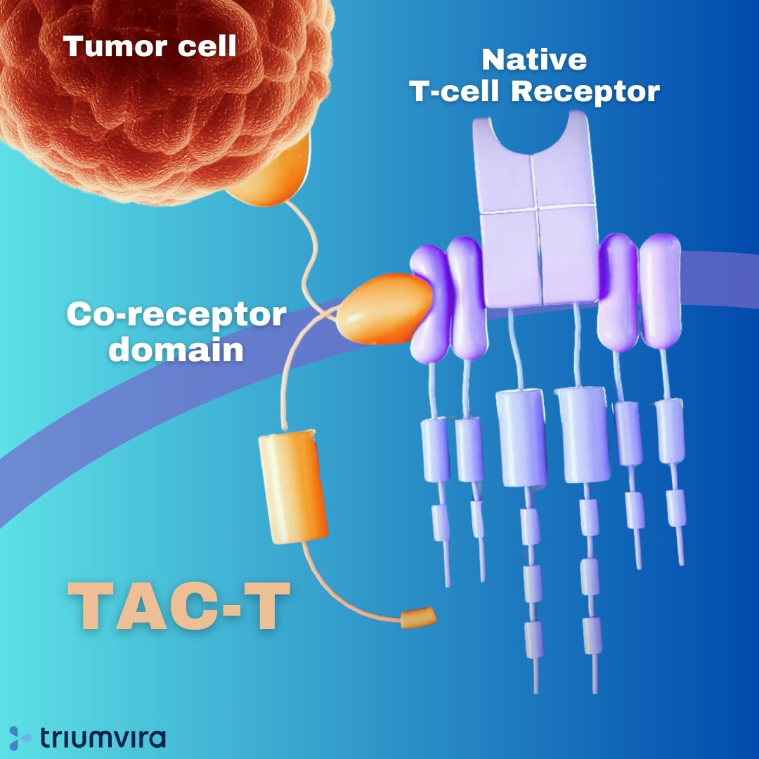 Our TAC-T technology contains an intracellular co-receptor domain that binds directly to native #Tcell receptors, steering the body’s natural immune response to attack #solidtumors.

Learn more: bit.ly/48mZX7O