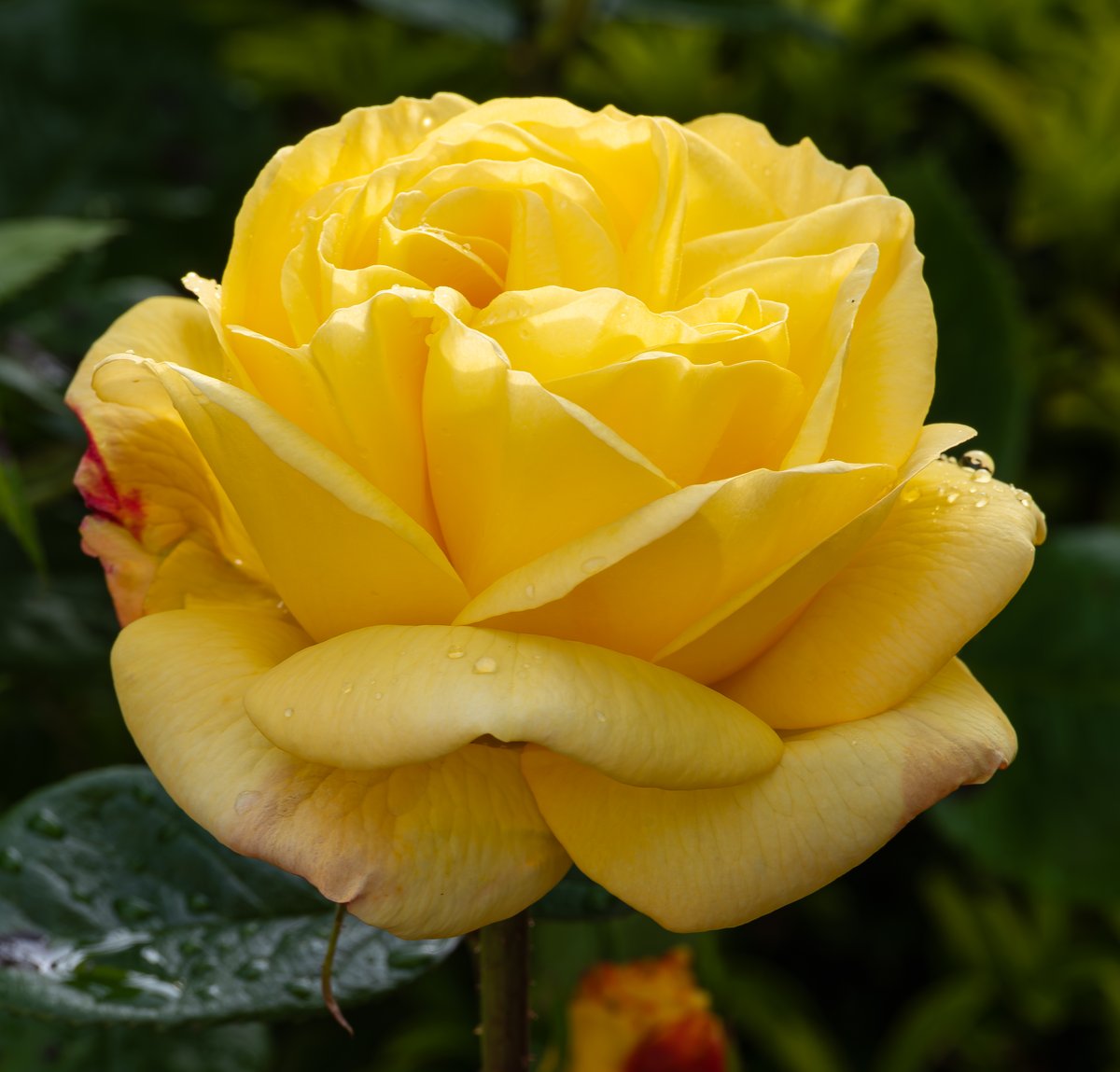 A yellow rose for #RoseWednesday #Roses #Flowers