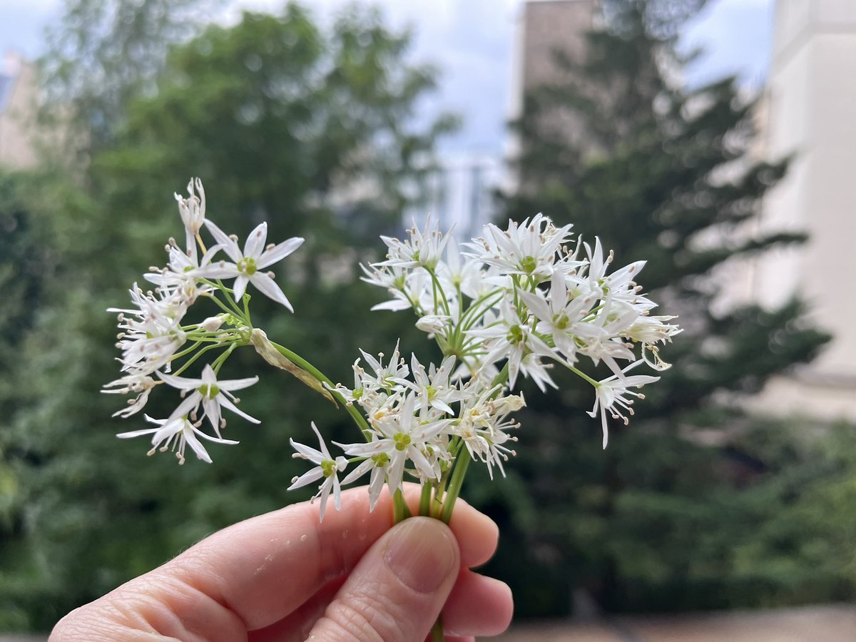 monica_micu's tweet photo. Din frunze pesto, iar florile, foarte rezistente, ma saluta in fiecare dimineata.
#alliumursinum #leurda #aildours https://t.co/9hUUgh8ZAT