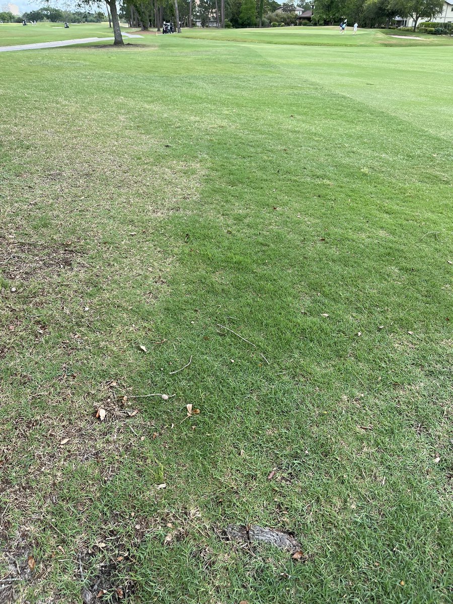 A little look at the efficacy of root-pruning