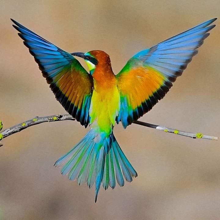 drhafezster's tweet photo. Thanks photographer 👍
#photographychallenge,#wondershots. https://t.co/yZRihrMT1j