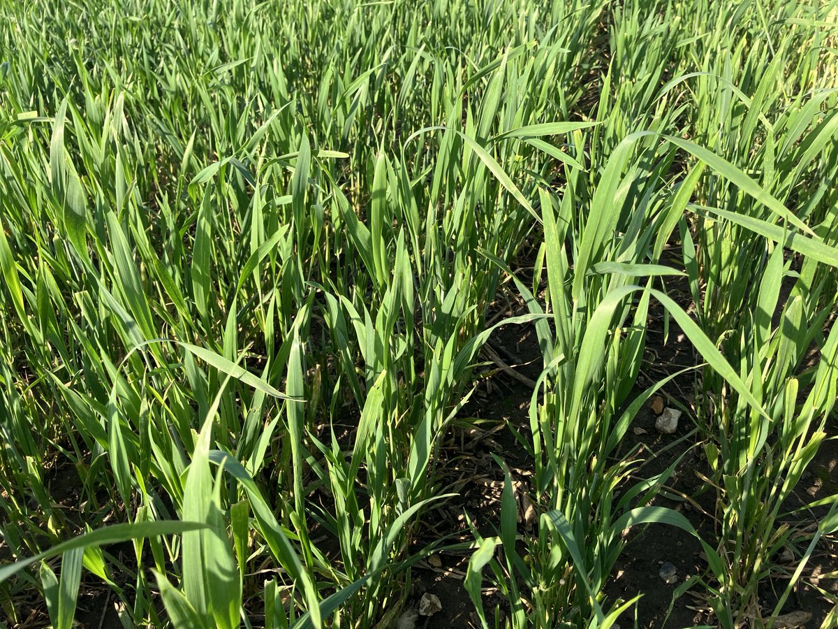 Wheat blend 🐑 grazed until 18 days ago then 40kgs liquid N applied. #lovefarming ⁦@wildfarmed⁩