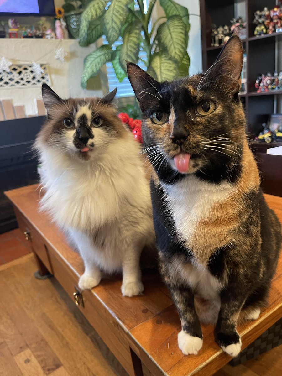 Wishing mew all a happy #TongueOutTuesday! Lots of love from Badger and Kevy❤️🐾
#TunaTuesday #TortieTuesday #CatsOfTwitter #CatsofX #cats #CatsareFamily