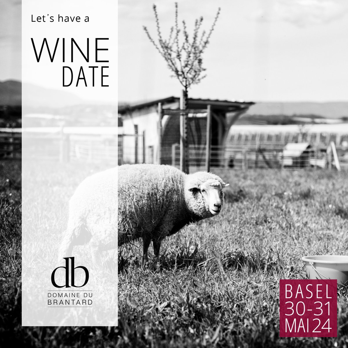WINEDATEEVENT's tweet photo. Trefft Isaline &amp; Antoine Sauty von der Domaine du Brantard an der #WINEDATE! Seit 2019 bewirtschaften sie ihr 9 Ha grosses, biologisches Weingut in La Côte mit Hingabe und Respekt für die Natur.🌱 
Besucht ihren Stand und erlebt Weine mit einzigartigem Charakter! 🥂 @DBrantard 🍇 https://t.co/I4G9sfO5Ax