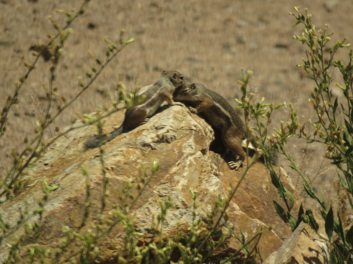 I have never witnessed adult-baby interactions between Harris's antelope #squirrels, but baby literally was kissing and rubbing on mama's head for a minute or so. She was so gentle and accepting. (Bad pics - through glass).