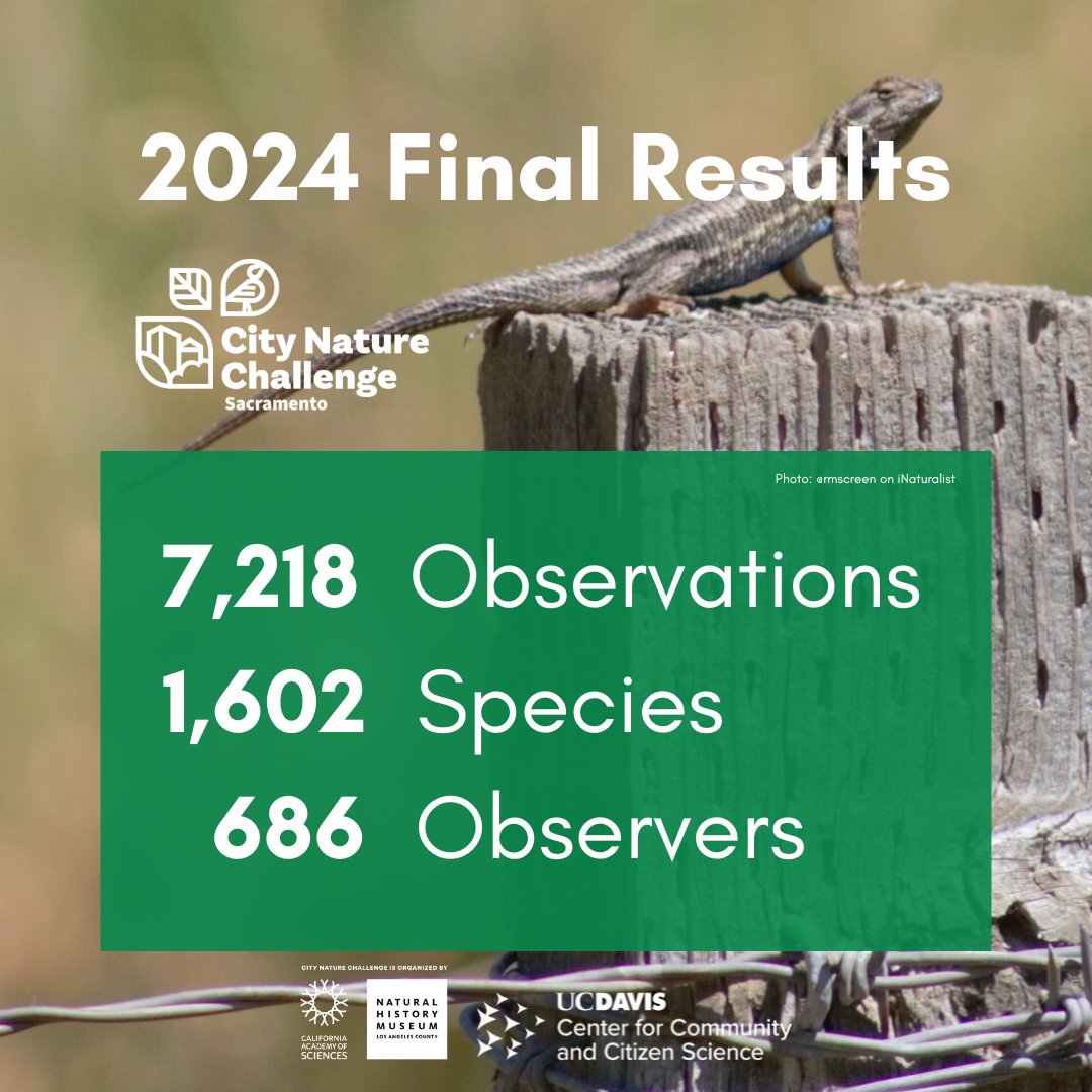 City Nature Challenge Sacramento (@cncsacramento) on Twitter photo FINAL results are in! Our region's <a href="/inaturalist/">iNaturalist</a> data was included in the 65,000+ total species observed worldwide during this year's Challenge. A huge win for global biodiversity, and biodiversity in our backyard. Thank you for your contributions this year! FINAL results are in! Our region's <a href="/inaturalist/">iNaturalist</a> data was included in the 65,000+ total species observed worldwide during this year's Challenge. A huge win for global biodiversity, and biodiversity in our backyard. Thank you for your contributions this year!