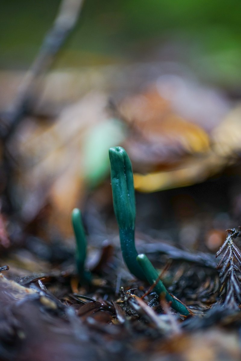 The anticipated Fashion-Fungus crossover of 2024 has arrived, whilst the celebs were serving high fashion, we are serving high diversity; we’re giving you Ascos, Basidios, Myxos and more. Brace yourself for myco-magnificence! #MetGala2024 First up Zendaya as Microglossum viride