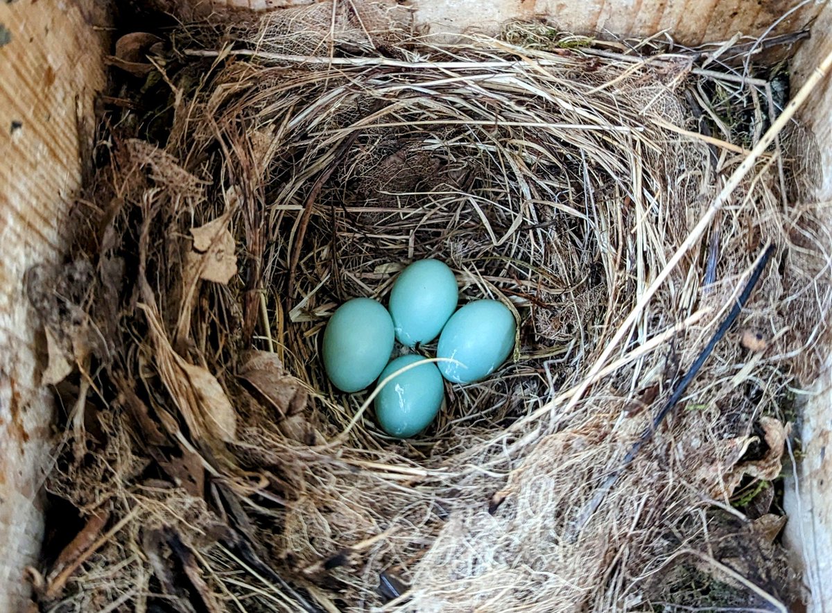 We have Pied Flycatcher eggs! 😍

Just look at that colour.