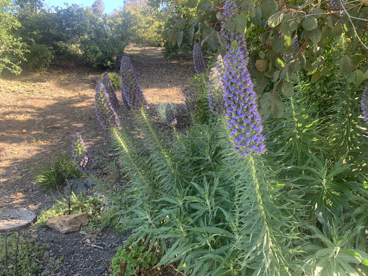 I am so happy! My PRIDE OF MADEIRA Plants 🌱 are growing this year. They have been dead for several years and I missed them. Here’s to all the #plant and #garden lovers out there. ❤️❤️❤️