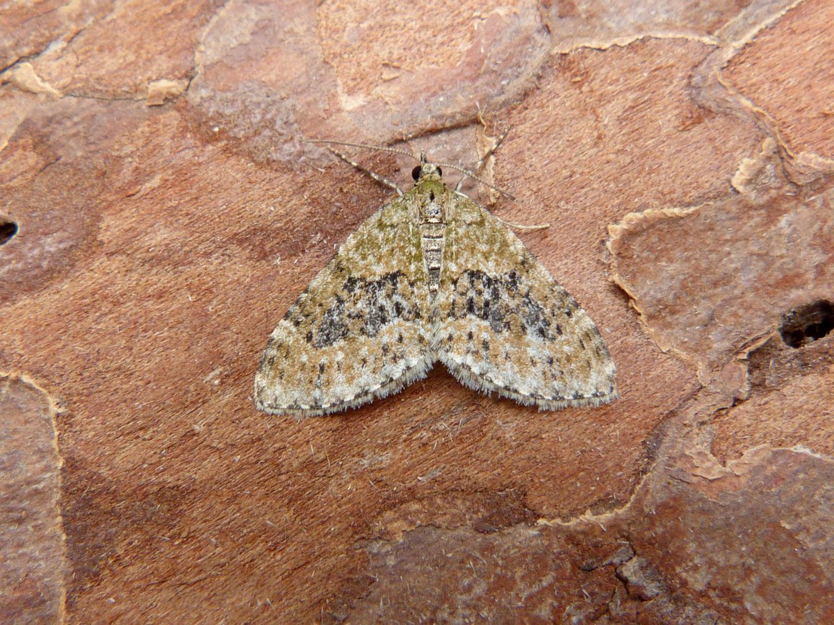 A few more from the MV in Belper last night. Foxglove Pug, Small Phoenix, Common Marbled Carpet and Yellow-barred Brindle @DerwentBirder @CliveAshton5 @DanielCMartin1 @Mightychub @SpinneyBirder @DaNES_Insects #teammoth