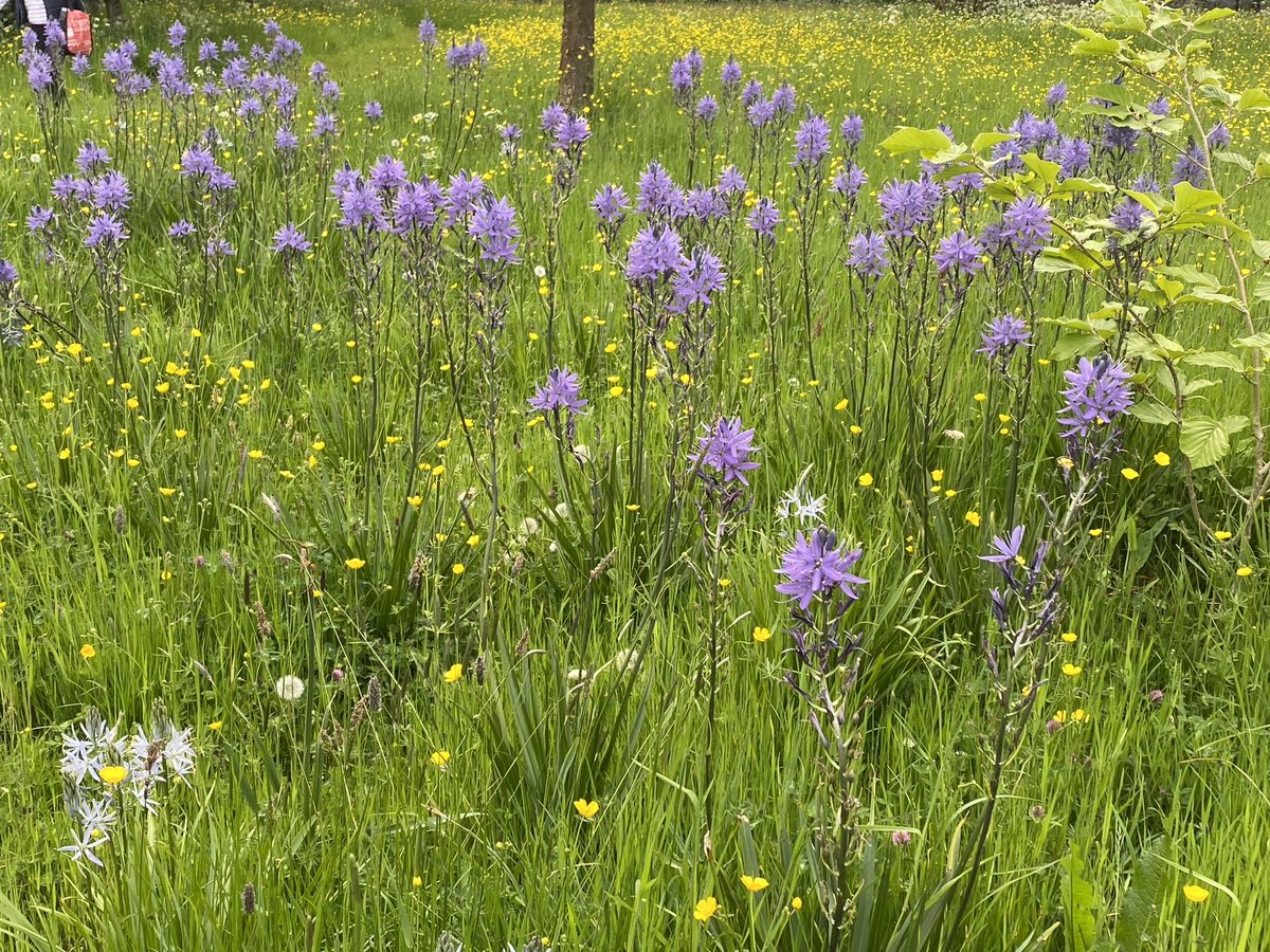 Camassia in the wildflower meadow at Morton Hall #Redditch
