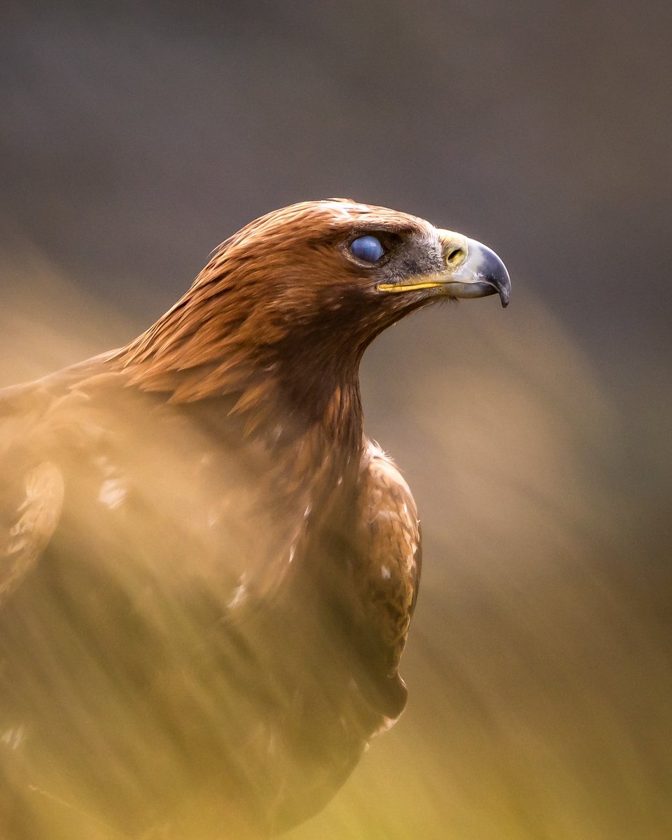 Last time I was in west Scotland I took this photo of the mighty Golden Eagle.
Hopefully I’ll see one again this week! 
🤞🏻 🦅 🏴󠁧󠁢󠁳󠁣󠁴󠁿 

#wildlifephotography #scotland #eagle
#birdsphotography #birdsofprey #birds