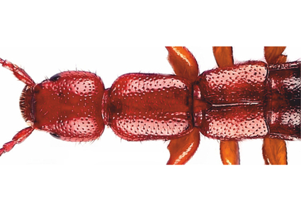 Türkiye'den Dünya için yeni bir böcek türü.

<a href="/AnlasSinan/">Sinan Anlaş</a> hocanın  #Çorum ilimizden keşfettiği cepkenli böcek türü, bugün <a href="/Zootaxa/">Zootaxa updates</a> dergisinde yayımlanarak 𝙇𝙖𝙩𝙝𝙧𝙤𝙗𝙞𝙪𝙢 𝙘𝙤𝙧𝙪𝙢𝙚𝙣𝙨𝙚 ismiyle bilim dünyasındaki yerini aldı. #biyolog #biyoloji #entomoloji #Staphylinidae