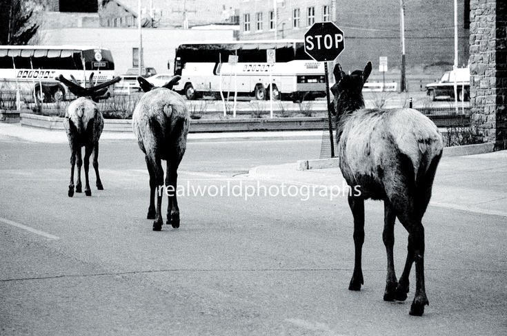 Elk make their way down a Banff street. Banff National Park, Alberta, Canada. Gary Moore photo. Real World Photographs. #banff #banffnationalpark #animals #wildlife #canada #streetphotography #photography #garymoorephotography #realworldphotographs #nikon #photojournalism