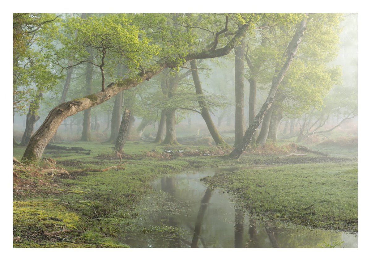 We’re nearly at maximum Spring Green in the Forest now, so it was nice to be able to catch it in such lovely conditions last weekend.

#NewForest