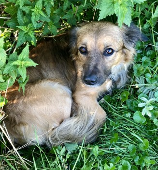 CHESTER HOME SAFE. THANKS FOR RT's😊🐕🐾 

🆘26 APR 2024 #Lost CHESTER #ScanMe #Tagged
Brown/ A Little Black Cross Breed Male Short legs. Long nose. Very pretty. 
Princes Park #Eastbourne #EastSussex #BN22 doglost.co.uk/dog-blog.php?d…