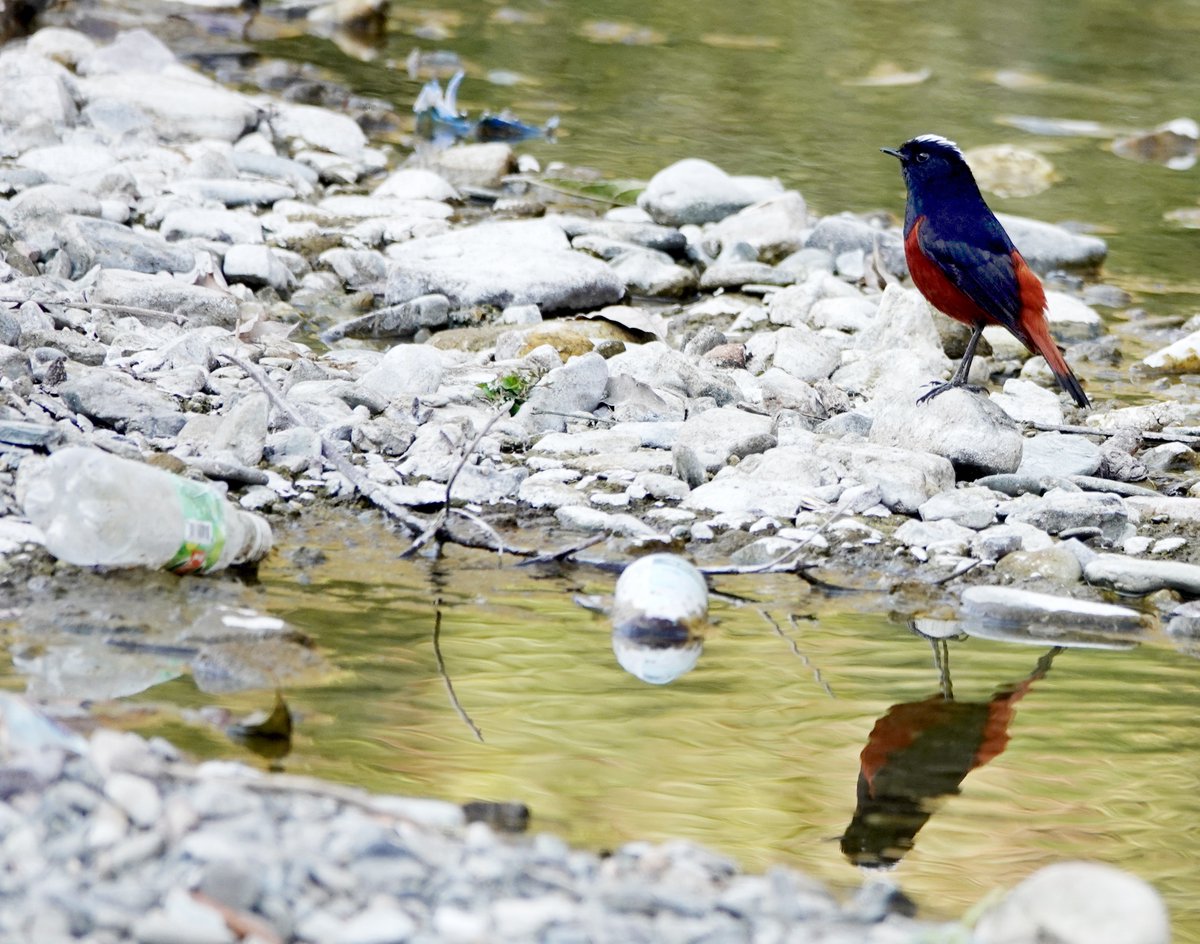 What do you see in the picture?

#birds #plasticpollution #wastemanagement