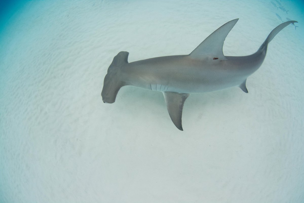 A little trivia Tuesday for you 🤓

What is the proper name for the head of a hammerhead?
〰️〰️〰️
📸: @annieguttridge 

#shark #sharks #trivia #triviatuesday #bahamas #ocean #hammerhead #hammerheadshark #saltlife #sealife