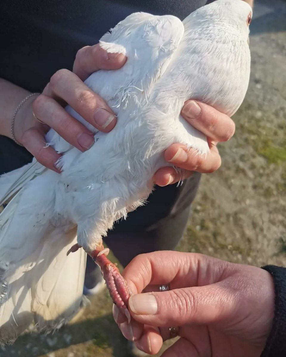 Patient number 1561 of 2024 was an unexpected one. This Feral Pigeon had his leg caught in a staff member's car wheel. Thankfully, the pigeon was spotted before home time. A great reminder for everyone to give things a quick check before using. We're hopeful to release tomorrow.