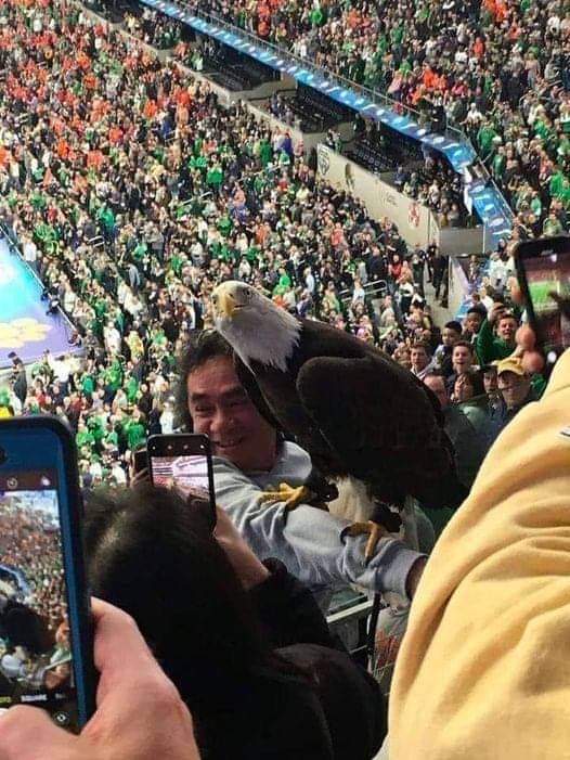 Is this Awesome Or What ? ? Out of all the ppl at the cotton bowl the Eagle finds the only Native American to land on his arm. At the end of the National anthem.