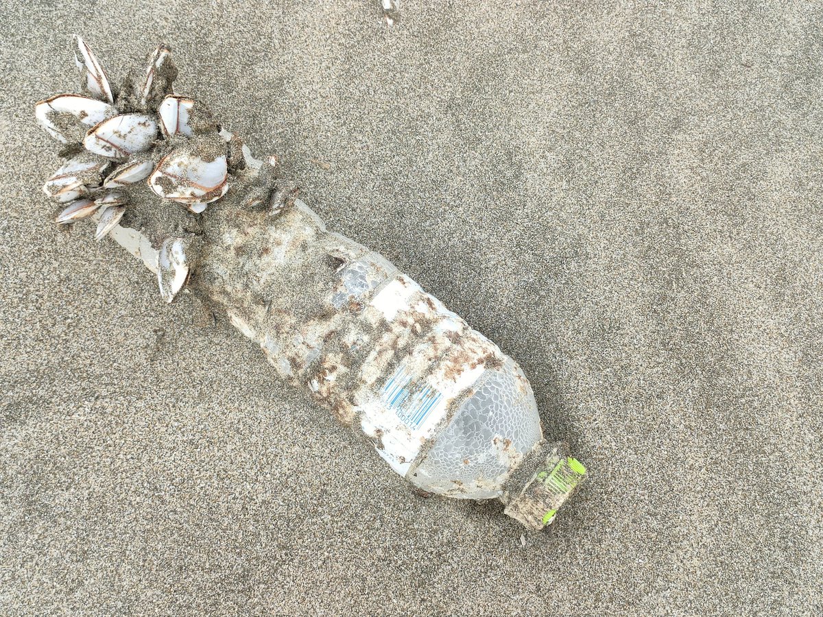 長い間、海を漂っていたと思われるエボシガイの付着したペットボトル。九十九里浜にて。