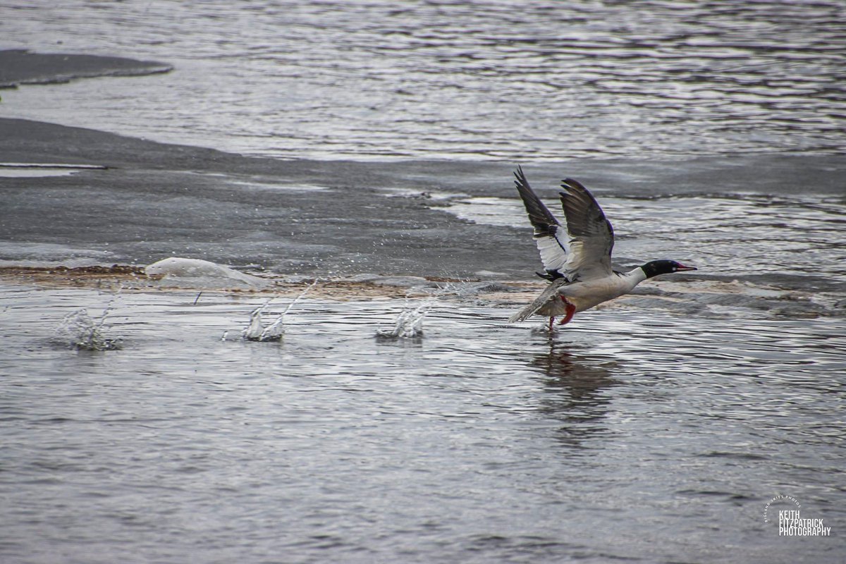 May 7th - 3…2…1…TAKEOFF #nlwx #wildlife #avian #avianphotography #birdphotography #wildbirds #nature #WildlifePhotography #canon #canonphotography #tamron18400 #canon90D #thebigland #labrador