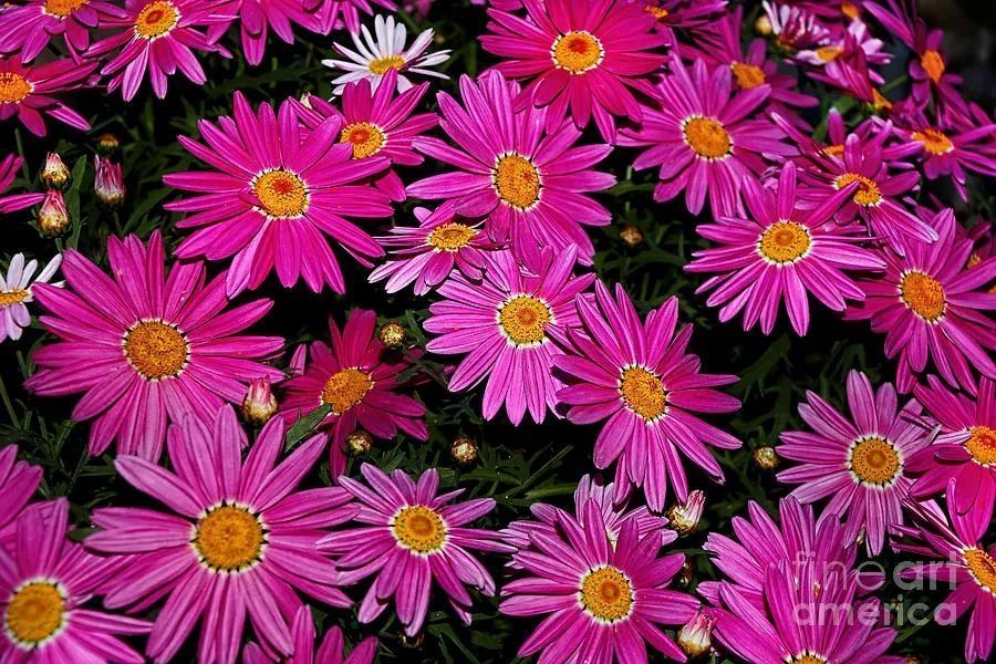 #Hot #Pink #Daisies Print by Kaye Menner #Photography Quality #prints lovely #products at:
 bit.ly/3UKMPFE

#Art #BuyIntoArt #AYearForArt #Artist