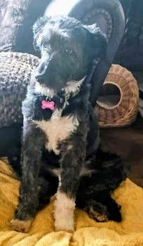 TANGO HOME SAFE. THANKS FOR RT's 😊🐕🐾

🆘6 MAY 2024 #Lost TANGO #ScanMe #Tagged
Grey, Black And White Cross Breed Female  
Grove Court, Ruyton Xi Towns #Shrewsbury #Shropshire #SY4  
Nervous. Do not approach but report all sightings 
doglost.co.uk/dog-blog.php?d…