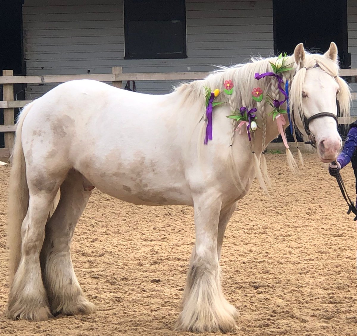 A huge thank you to all who attended the riding school yesterday for our May Day Bank Holiday Activities! 🐴🥰 We had a great time and hope you all did too! 🏆⭐🐴 P.S how beautiful does Custard look? Safe to say he definitely enjoyed his pamper! 😍🐴❤️