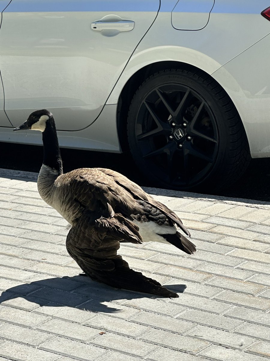 Poor injured Goose outside my work 😢 #canadagoose waiting on the bird rescuer to come get it ❤️