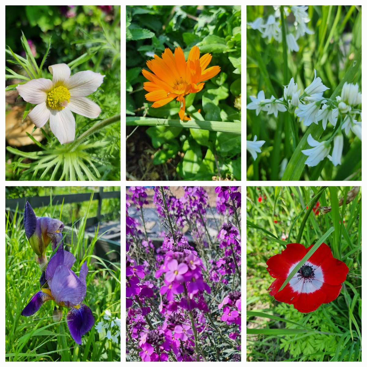 Beautiful colours on display in The Garden Project.
#schoolgardening