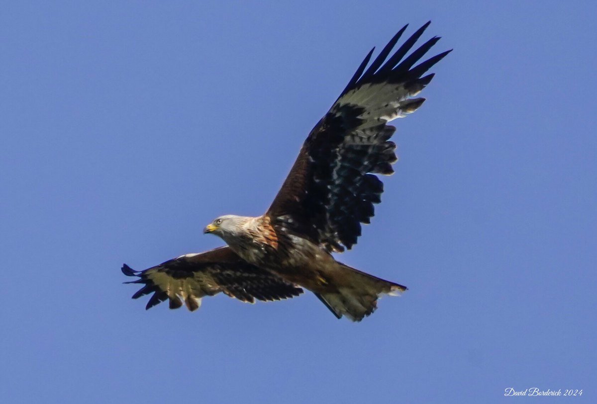Red Kite over Wangford Quarry this morning @SuffolkBirdGrp