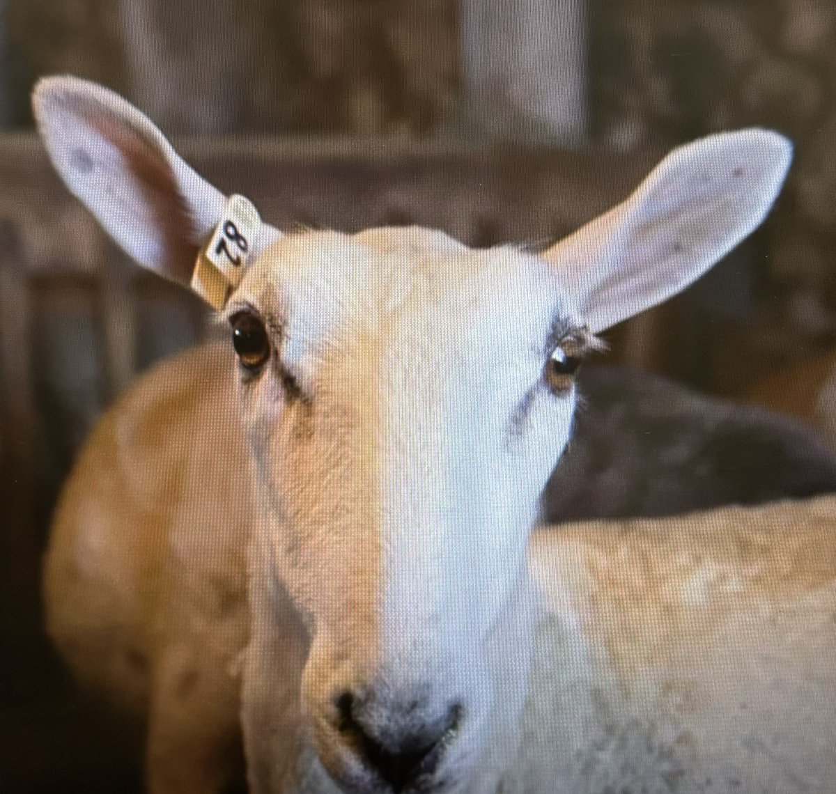 This was a joy to produce. Ontario sheep farmer Barbara McLean talks about the farm life over 50 years. The topic of her book , “Shepherd’s Sight.” Hosted by @JeyanTVO camera @cabotmc and @ricardodiazdp Book published by @ecwpress youtu.be/35UYD4Uowsc?si…