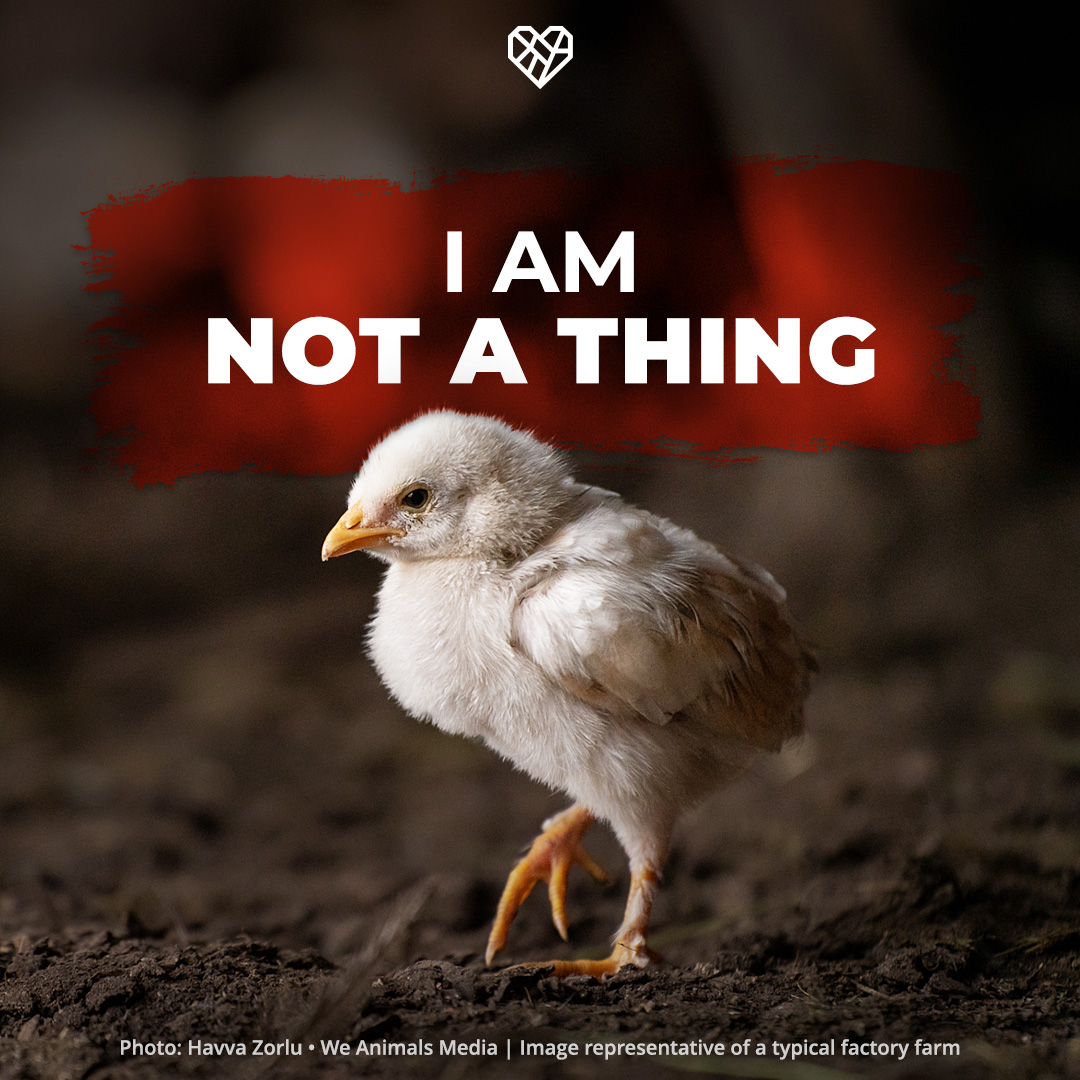 Someone, NOT something—no matter what the meat industry wants you to believe.

📸 @havvazzorlu / @WeAnimals Media