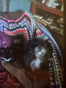 TIMMY CAUGHT SAFE. THANKS FOR RT's 😊🐕🐾

🆘19 APR 2024 #Lost TIMMY 
Black /White Bib Shih Tzu Cross Male 
#LittleHaven South-East corner of St Bride's Bay, #Pembrokeshire #Wales #SA62 doglost.co.uk/dog-blog.php?d…