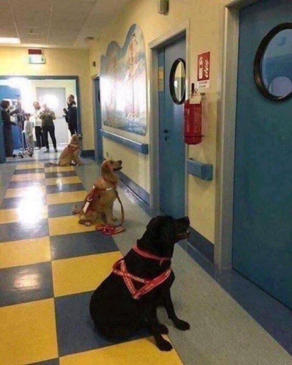 Dogs waiting to enter children's hospital rooms for animal therapy...