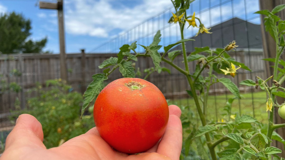 The first #tomato of 2024 😊 

#tomatoes #tomatoplant #tomatoplants #garden #gardening #gardeninglife #gardeninglove #vegetablegarden #vegetablegardening #ediblelandscaping #growyourown #growyourownfood