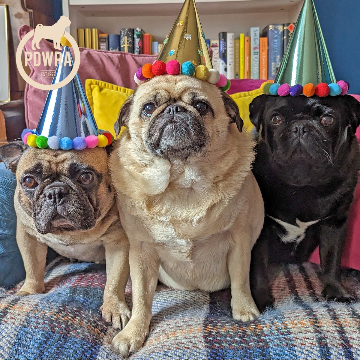 In April’s newsletter we featured Carolyn and her 3 PDWRA adoptees, Meverick, Elsie & Frank. Carolyn told us all about her adoption story and what it’s like to be mum to her tribe! - ecs.page.link/y39PR #pdwra #pugcharity#friendsofwelfare #foreverhome #pugadoption #pug
