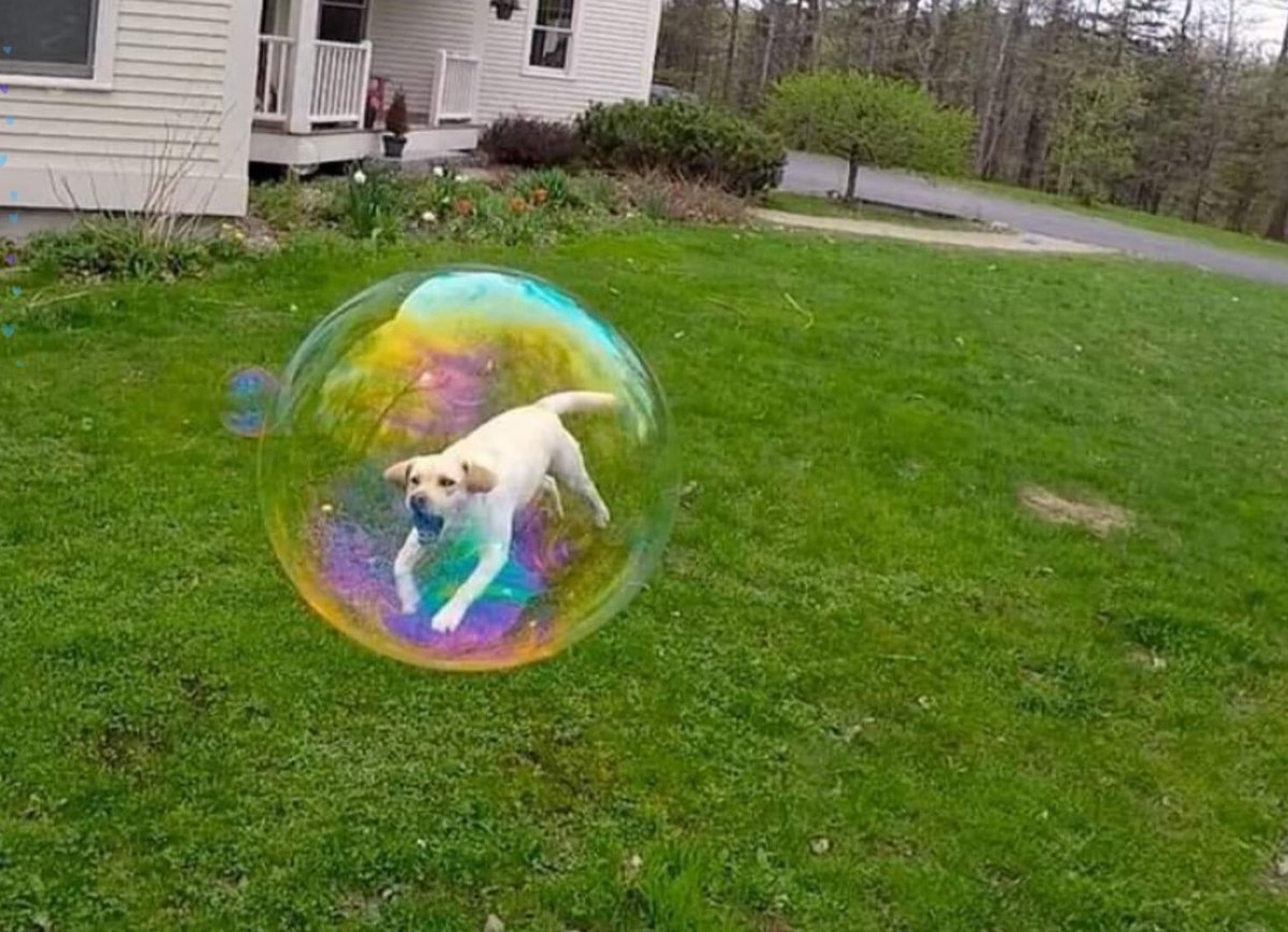 A mi perrito le encantan las burbujas 🫧 hoy que estábamos jugando, le tomé esta foto y parece que quedó atrapado en una ✨