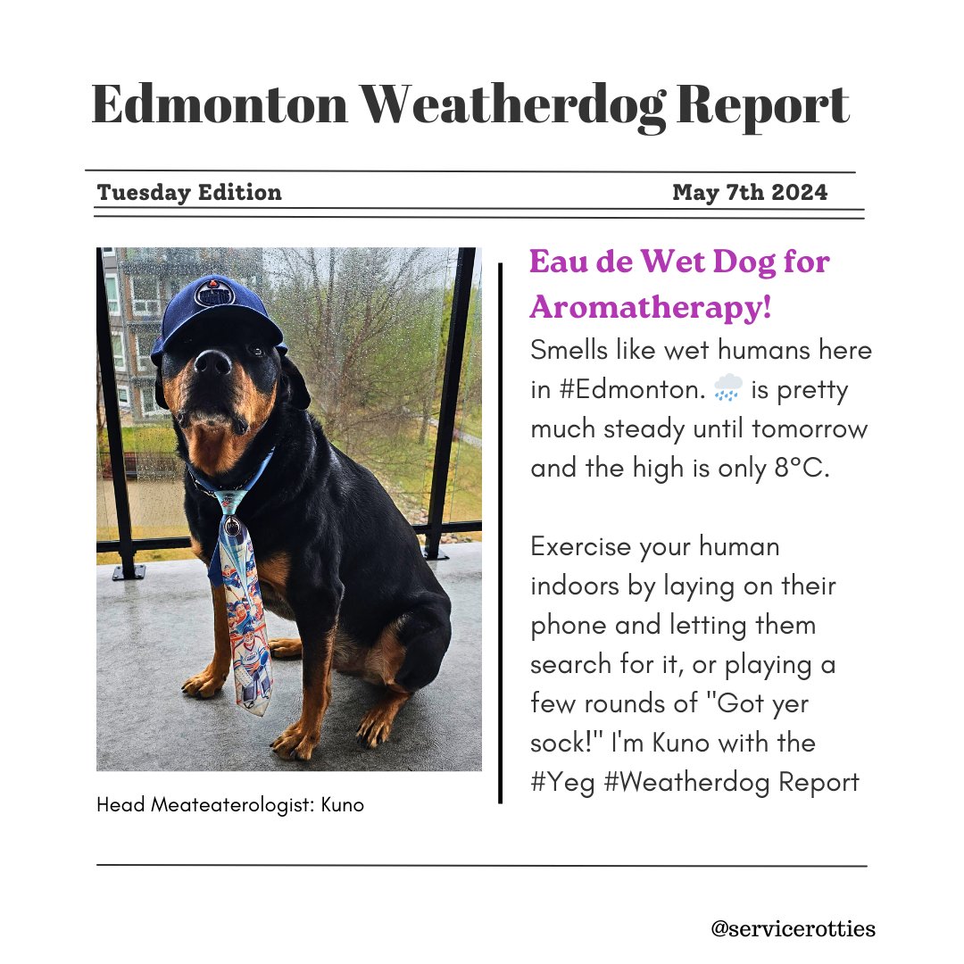 Smells like wet humans here in #Edmonton. 🌧 is pretty much steady until tomorrow and the high is only 8°C. Exercise your human indoors by laying on their phone and letting them search for it, or playing a few rounds of 'Got yer sock!' I'm Kuno with the #Yeg #Weatherdog Report